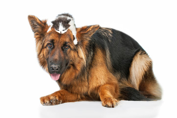 German shepherd dog with little kitten on its head