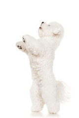 Bichon dog jumping at white background