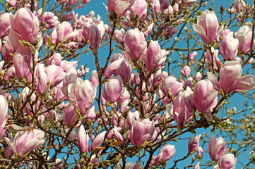 Magnolien - Magnolia