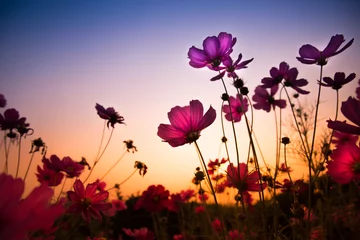 Papier Peint photo Lavable Fleurs The cosmos flower, beautiful cosmos flowers with color filters