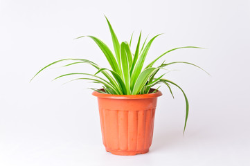 Potted plant  bracketplant phnom  penh