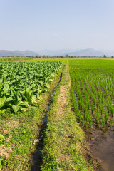 Fototapeta na wymiar Tobacco Plants, Rice Field And Corn