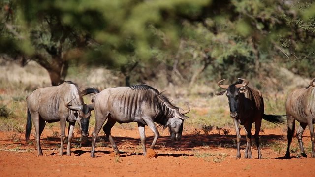Blue wildebeest irritated by biting flies, South Africa