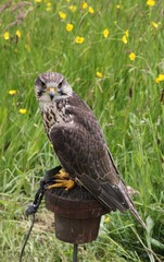 Greifvogel einer Falknerei