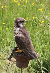 Greifvogel einer Falknerei