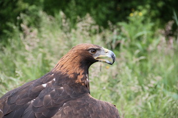 Seitenansicht Steinadler