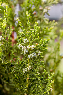 Detail of thuja branches with fruits and flowers