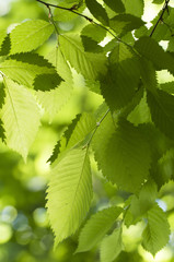 Green leaves