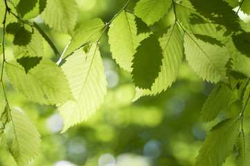 Fototapeta na wymiar Green leaves