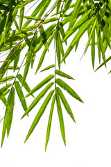 bamboo leaves isolated on white background, clipping path includ