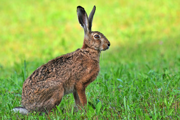 Fototapeta premium Brown hare