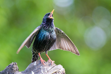 Naklejka premium Common starling singing