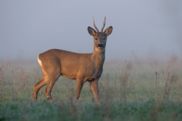 Roe deer in morning fog