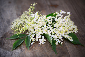 Holunder, Blüten