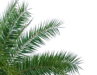 Fototapeta na wymiar leaves of palm tree isolated on white background