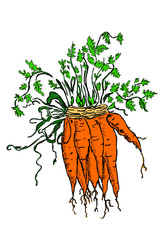 mazzo di carote © blupad