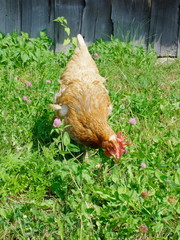 Hen In The Meadow, Serbia