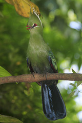 Knysna Loerie (Turaco) bird