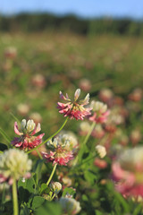 Blühender Schweden-Klee (Trifolium hybridum)