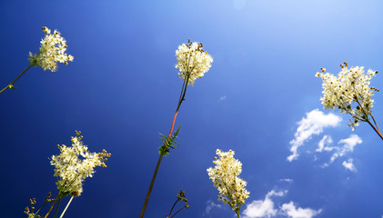Mountain spring flowers
