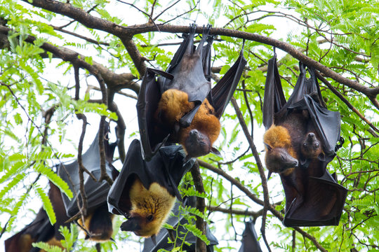 flying foxes hang on a tree