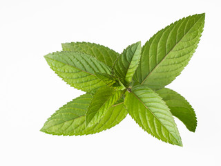 初夏のブラックペパーミント