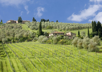 Fototapeta na wymiar Tuscan landscape with vineyards and olive grove