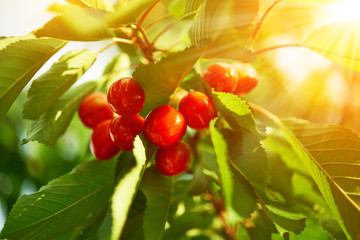 cherry on a green branch in sunlight