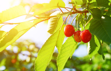 ripe cherry on a green branch in sunlight