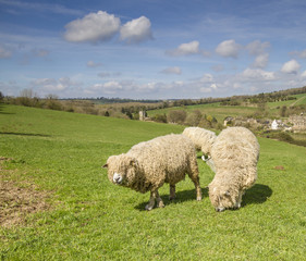 Cotswold Lion Sheep