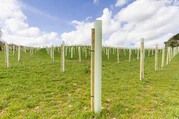 Tree Planting