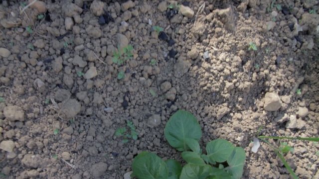 potager avec pied de pommes de terres