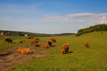 The herd of aberdeen angus on spring meadow