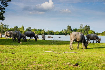 Thai buffalo