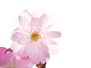 Pink Cherry Blossom