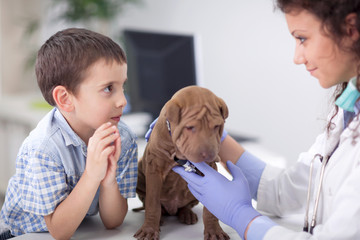 veterinary examine Shar Pei dog ,young boy looking his friend