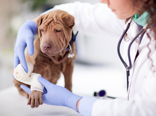  Shar Pei dog getting bandage after injury on his leg by a veter - obrazy, fototapety, plakaty