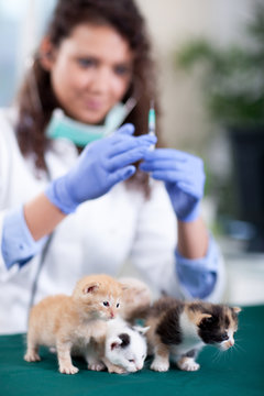 veterinary surgeon ready to givin the vaccine to the little kitt