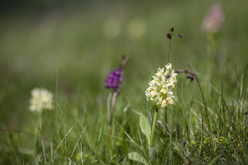 Bifolia