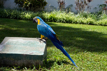 Blauer Papagei