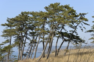 松と海