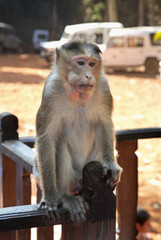 Obraz premium Monkey in Goa. India