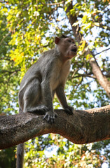 Fototapeta premium Monkey in Goa. India