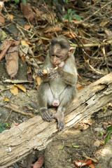 Monkey in Goa. India