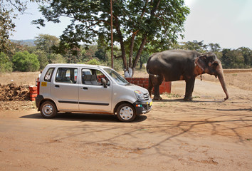 Elephant and car in the Ponda. Goa. India