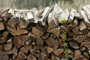 Tas de bois