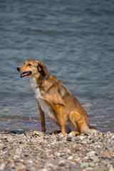 Hund am Strand