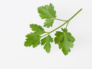 芳香のイタリアンパセリ