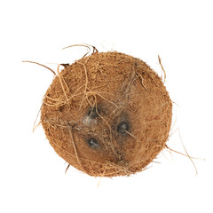 Whole coconut fruit isolated
