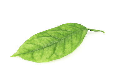 Fototapeta na wymiar Lemon tree leaf isolated